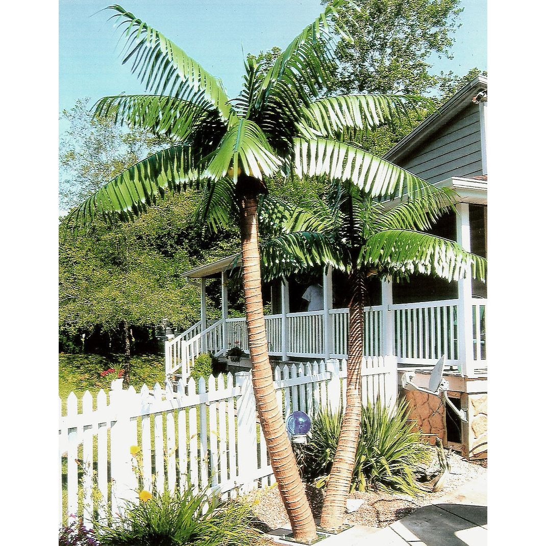 paradise palm plant Paradise Pair Twin Artificial Palm Trees