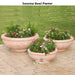 Sonoma Series Bowl Planters - Majestic Fountains and More.