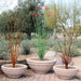 Tuscany Round Planter - Majestic Fountains