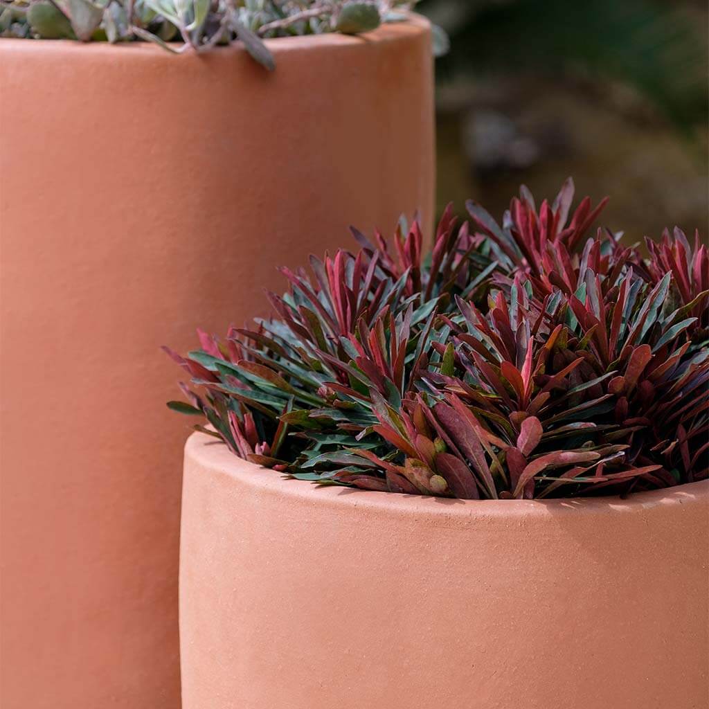 terra cotta succulent planter Rioja Planter