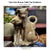 Twin Cats Table Top Bronze sculpture - Majestic Fountains and More