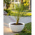 TOP Fires Luna Planter Bowl in GFRC Concrete by The Outdoor Plus - Majestic Fountains